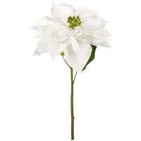 Newport Julstjärna snittblomma vit