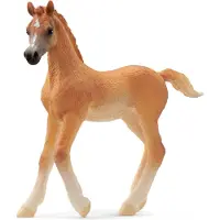 Schleich Horse Club - Arabiskt föl - H: 8 cm - 13984 - - One Size - Leksaksdjur