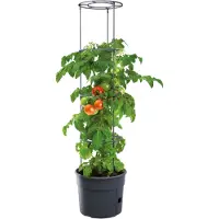 Prosperplast Blomkruka Tomato, plast, Ø 29,5 cm, antracit