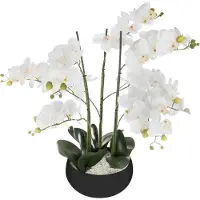 Atmosphera Orchid Jj1682 Blomkruka