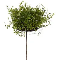 Mr Plant Muehlenbeckia krukväxt grön