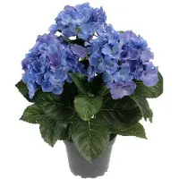Newport Hortensia krukväxt blå