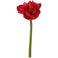 Newport Amaryllis snittblomma röd