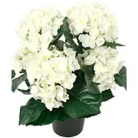 Newport Hortensia krukväxt vit