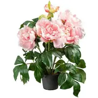 Newport Pion krukväxt rosa