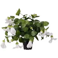Newport Petunia krukväxt vit
