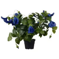 Newport Petunia krukväxt blå