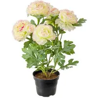 Newport Ranunkel krukväxt rosa