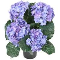 Newport Hortensia krukväxt blå
