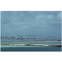 Slim Aarons Flamingos In Flight