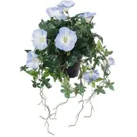 Newport Blomma för dagen krukväxt blå