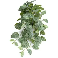 Newport Fittonia krukväxt grön