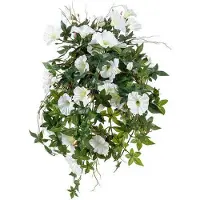 Newport Blomma för dagen krukväxt vit