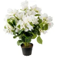 Newport Bougainvillea krukväxt vit