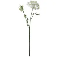 Newport Blomsterkörvel vit