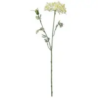 Newport Blomsterkörvel gul