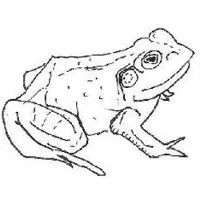 Ginza.se O'Donovan Aoife: Bull Frogs Croon (And Other...)