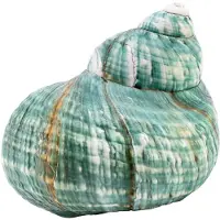 Typecat 10CM Grön Turbo Naturlig Sällsynt Äkta Snäckskal Conch Fantastisk Läkande De