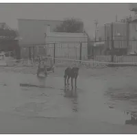 Ginza.se Nivhek: After Its Own Death/Walking