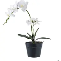 Ebuy24 Orkidé träkonst höjd 49cm grön, vit.
