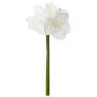 Newport Amaryllis snittblomma vit