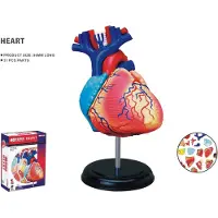 Adlibris Human Anatomy Heart Anatomihjärta 4D Master