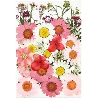 Semoic 36 St Riktiga Torkade Pressade Blommor Blad Kronblad för Gör-Det-Själv Ljus Hartssmycken Nagelhänge Hantverk Att Göra Konstdekor-Rosa