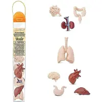 Safari Ltd Mänskliga Organ Rörfigur